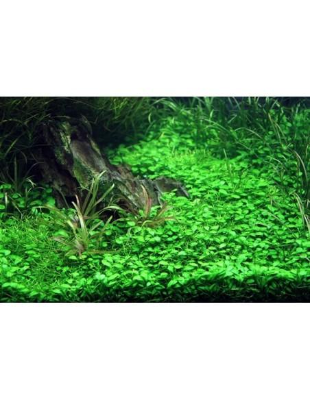 Glossostigma elatinoides  - 2