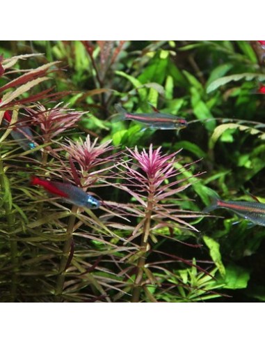 Limnophila aromatica  - 3