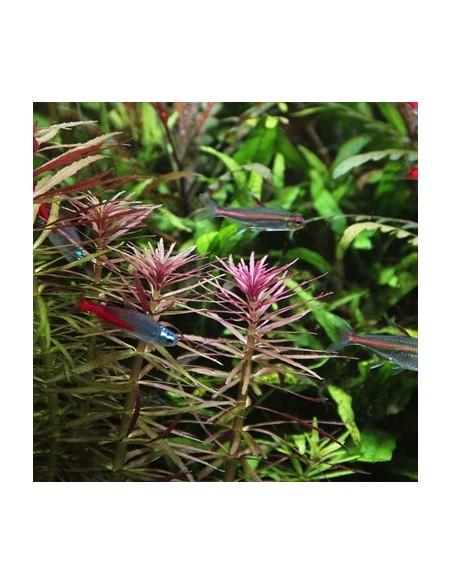 Limnophila aromatica  - 3