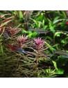 Limnophila aromatica  - 3