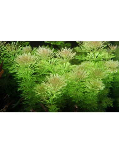 Limnophila heterophylla  - 3