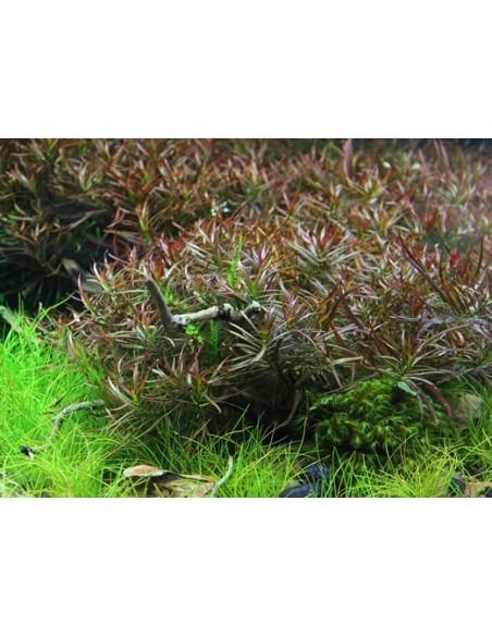 Ludwigia arcuata  - 2
