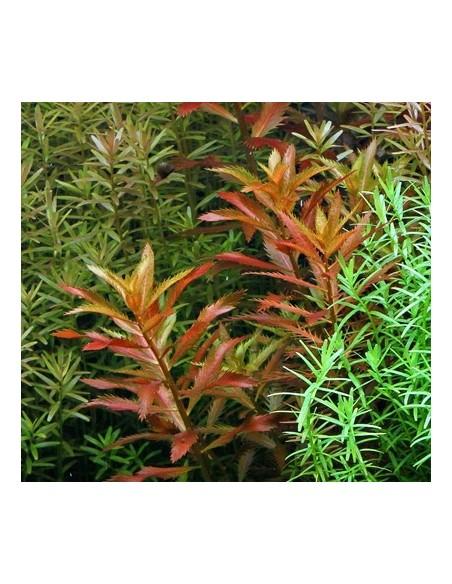 Proserpinaca palustris  - 3