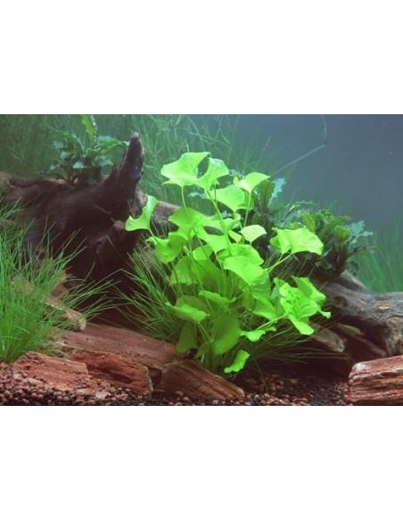 Nymphoides sp. 'Taiwan'  - 2