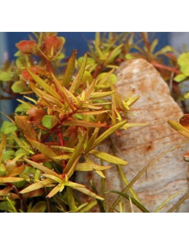 Rotala rotundifolia 'H'ra'  - 2