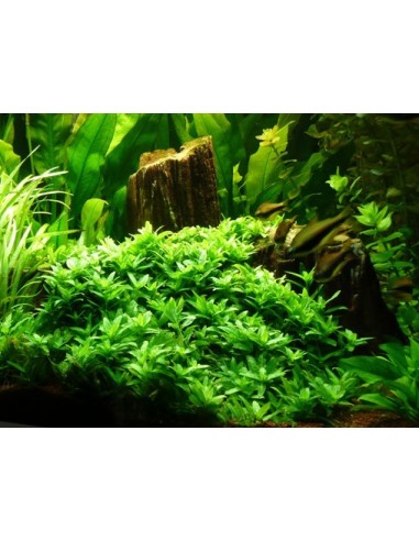 Staurogyne repens  - 2