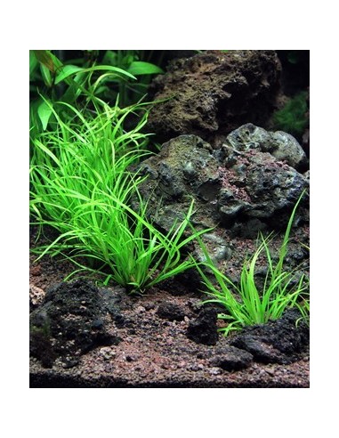 Juncus repens  - 2