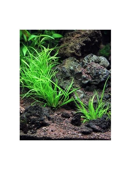 Juncus repens  - 2