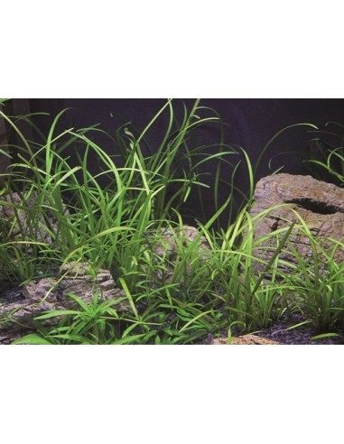 Sagittaria subulata 'Teres'  - 3