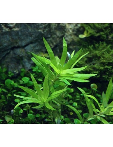 Heteranthera zosterifolia  - 3