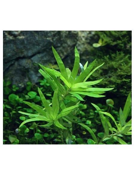 Heteranthera zosterifolia  - 3