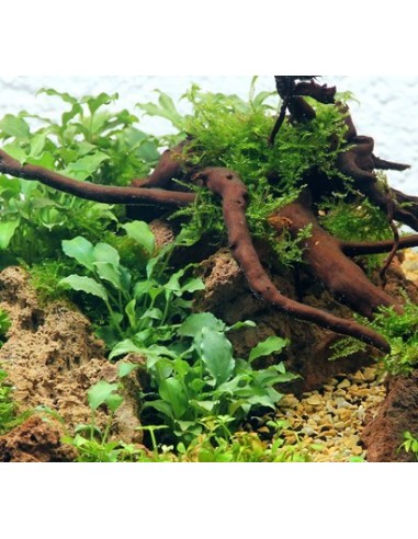 Schismatoglottis Prietoi 5 cm  - 2