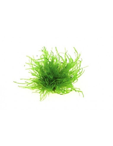 Vesicularia spec. 'Triangle Moss'  - 1