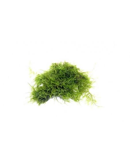 Vesicularia spec. 'Triangle Moss'  - 2