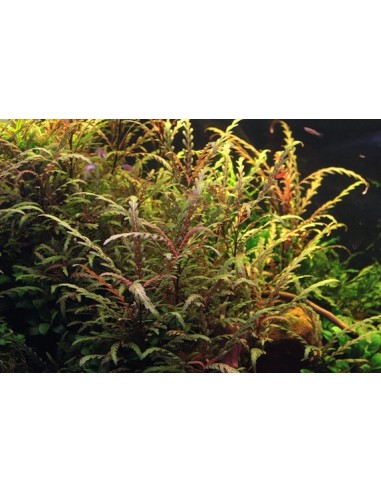 Hygrophila pinnatifida - In vitro  - 1
