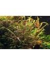 Hygrophila pinnatifida - In vitro  - 1