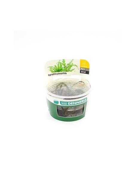 Hygrophila pinnatifida - In vitro  - 2