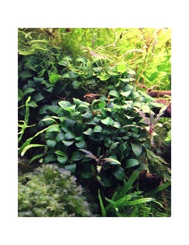 Anubias barteri var. nana 'Bonsai'  - 2