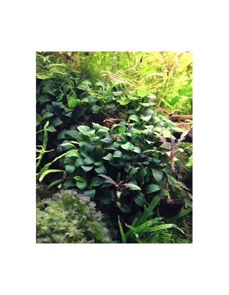 Anubias barteri var. nana 'Bonsai'  - 2