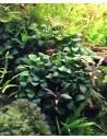 Anubias barteri var. nana 'Bonsai'  - 2