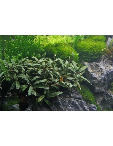 Bucephalandra pygmaea ´Bukit Kelam´ Dennerle - 2