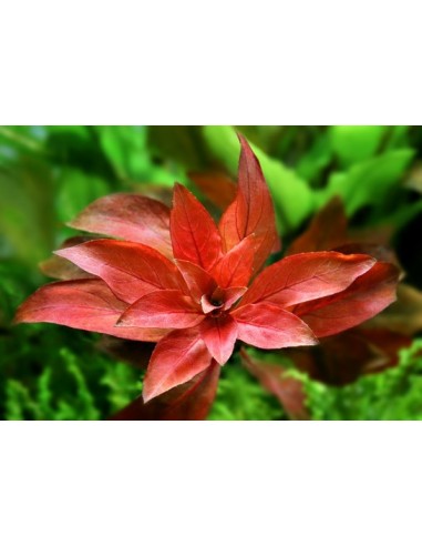 Ludwigia repens Rubin  - 3