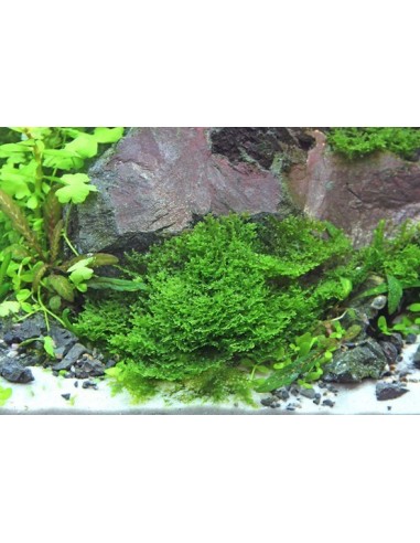 Riccardia Chamedryfolia - Coral Moss invitro Tropica - 2