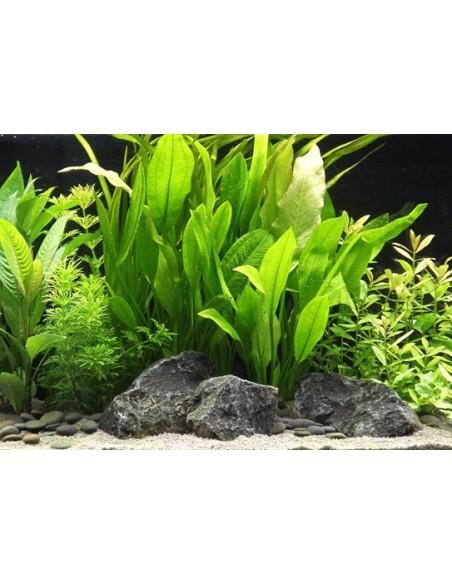 Echinodorus grisebachii 'Bleherae' XL  - 1