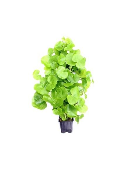Hydrocotyle leucocephala XL  - 1