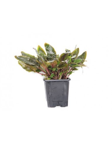 Cryptocoryne wendtii 'Brown' XL  - 1