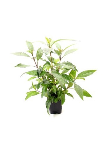 Hygrophila corymbosa 'Stricta' XL  - 1