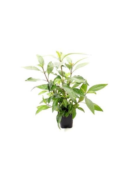 Hygrophila corymbosa 'Stricta' XL  - 1