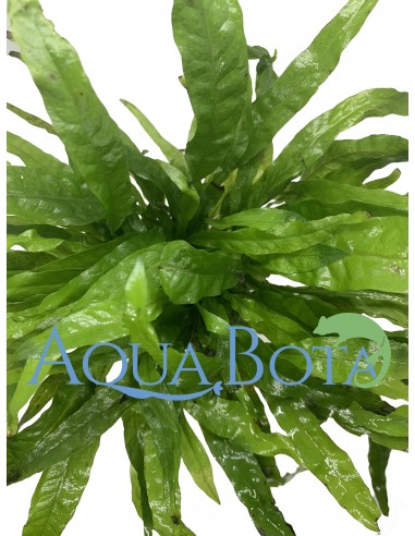 Microsorum pteropus - XL  - 1