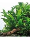 Microsorum pteropus - XL  - 2