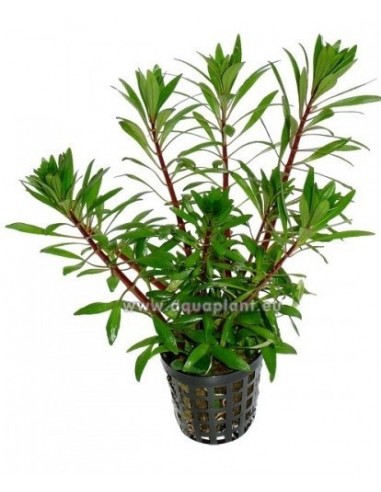 Ludwigia  sp white  - 1