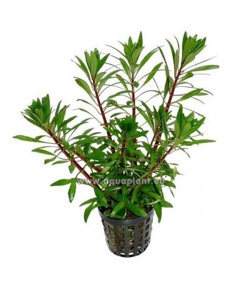 Ludwigia  sp white  - 1