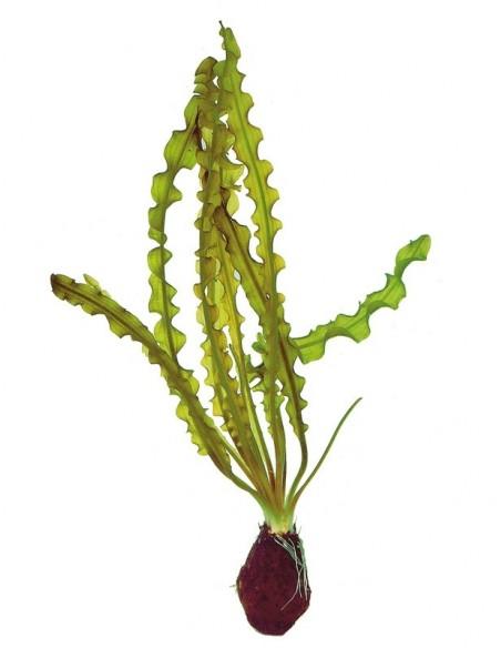 Aponogeton capuroni  - 1