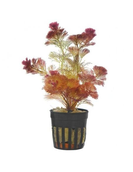 Cabomba piauhyensis  - 1