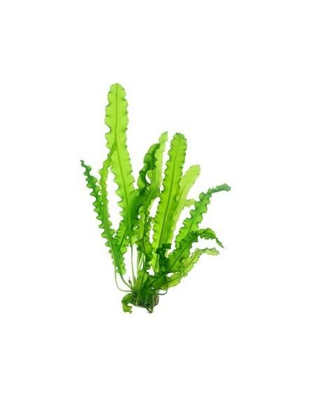 Aponogeton longiplumulosus  - 1