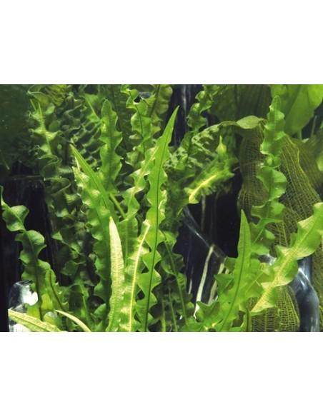 Aponogeton longiplumulosus  - 2