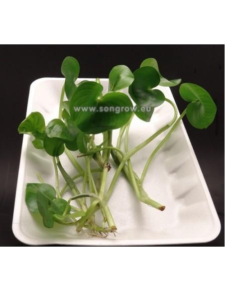 Heteranthera reniformis  - 1