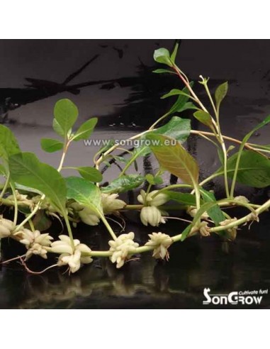 Ludwigia helminthorrhiza  - 1
