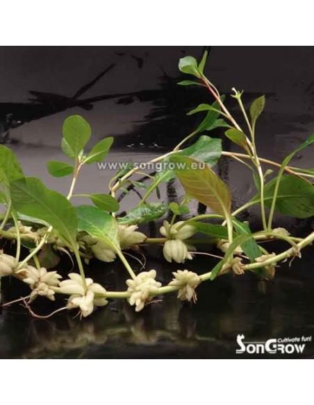 Ludwigia helminthorrhiza  - 1