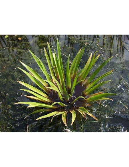 Stratiotes aloides  - 1