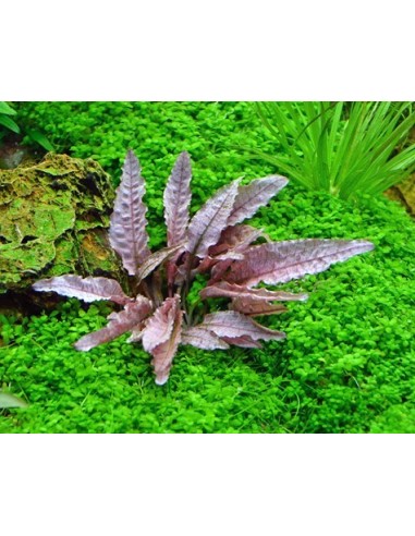 Cryptocoryne wendtii 'Flamingo'  - 1