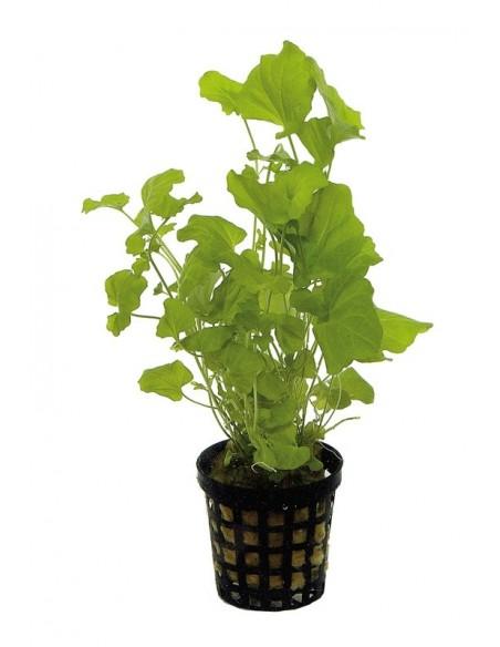Cardamine Lyrata  - 1