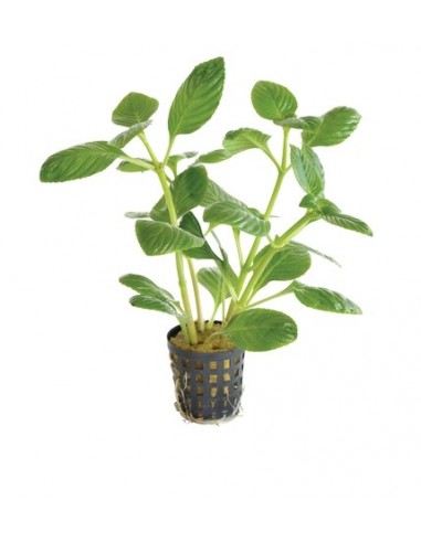 Limnophila rugosa  - 1