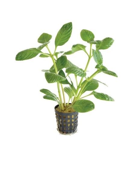Limnophila rugosa  - 1