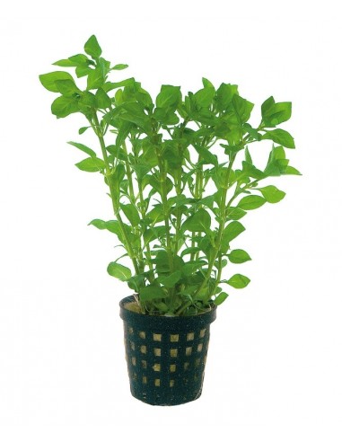 Ludwigia palustris Groen  - 1
