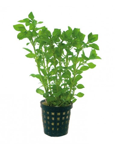 Ludwigia palustris Vert  - 1